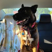 Jefferson Animal Hospital ico