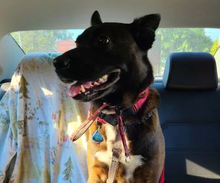 Jefferson Animal Hospital