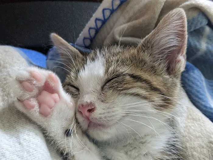 Jefferson Animal Hospital Picture 4