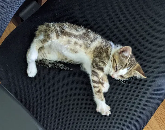 Jefferson Animal Hospital Picture 7