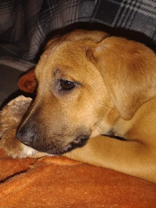 Jefferson Animal Hospital Picture 8