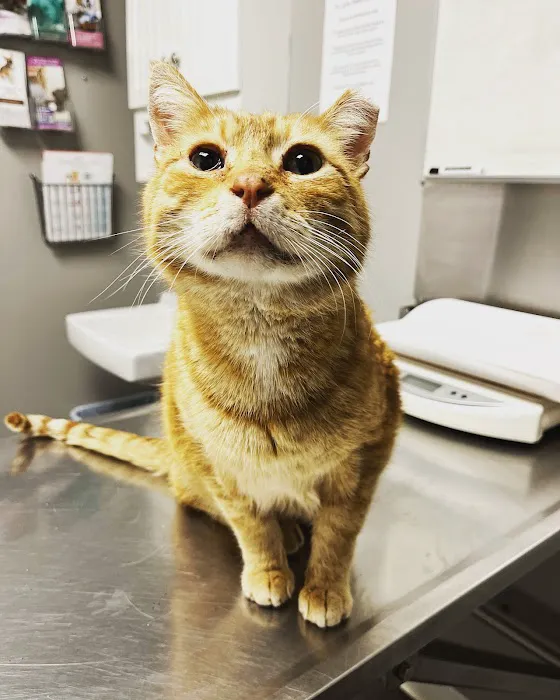 St Louis Veterinary Center Picture 3