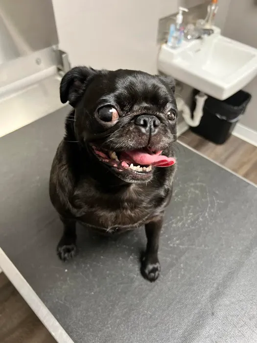 St Louis Veterinary Center Picture 1