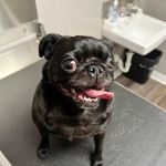 St Louis Veterinary Center