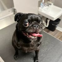 St Louis Veterinary Center ico