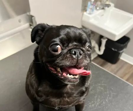 St Louis Veterinary Center