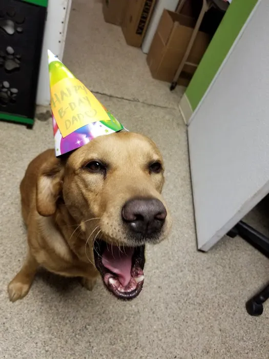 St Louis Veterinary Center Picture 4