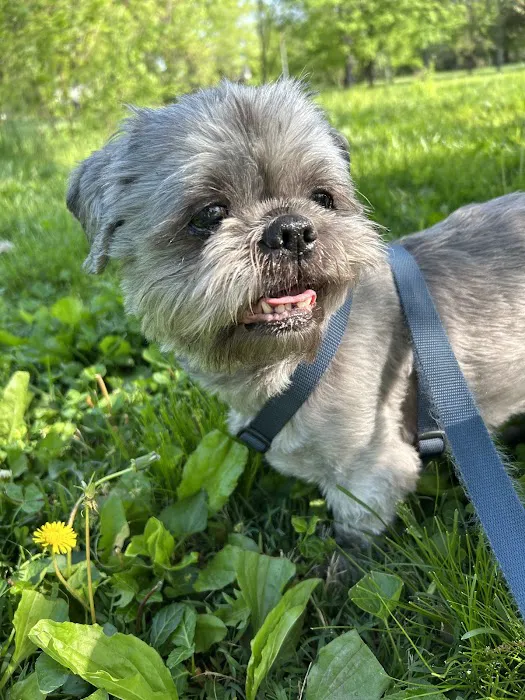 St Louis Veterinary Center Picture 5