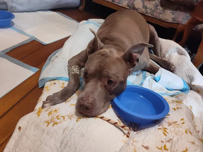 St Louis Veterinary Center Picture 2