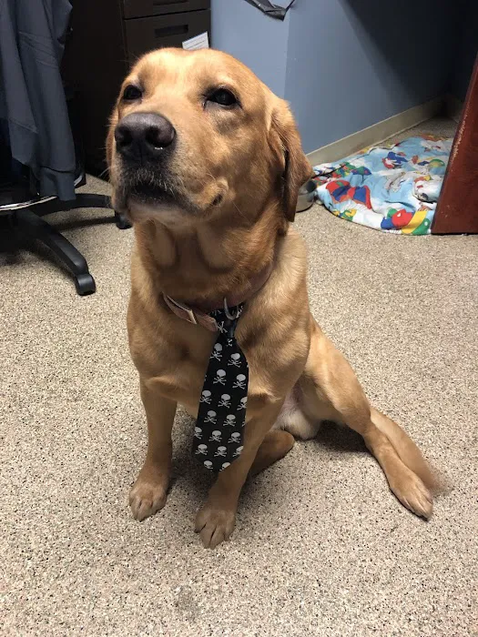 St Louis Veterinary Center Picture 10