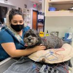 CWE Vet Hospital & Urgent Care
