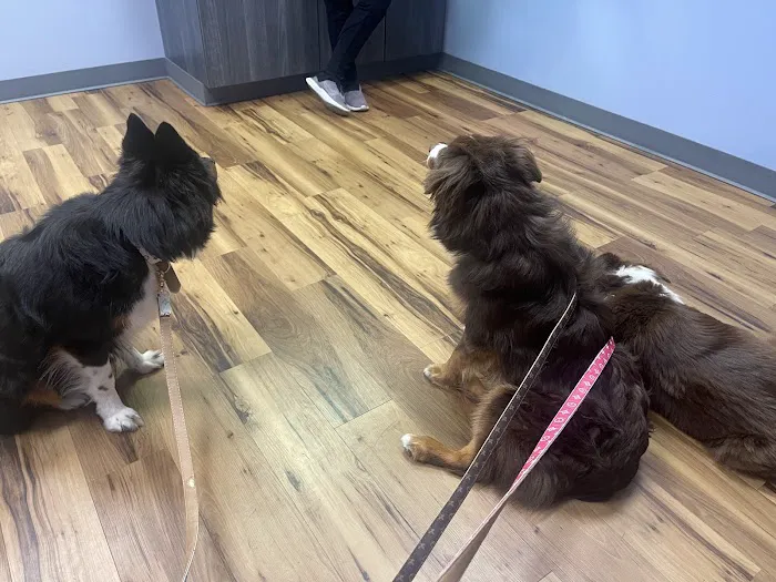 CWE Vet Hospital & Urgent Care Picture 6