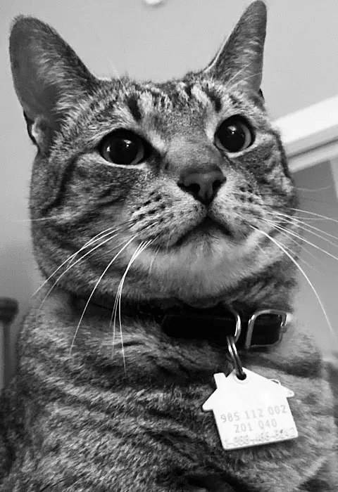 CWE Vet Hospital & Urgent Care Picture 7