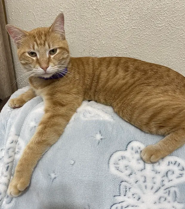 CWE Vet Hospital & Urgent Care Picture 8