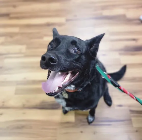 CWE Vet Hospital & Urgent Care Picture 10