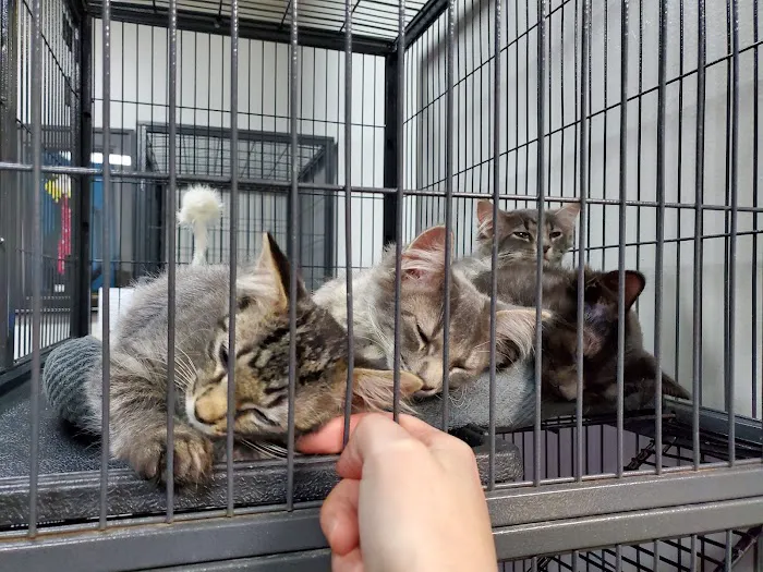 City Cat Clinic Inc Picture 1