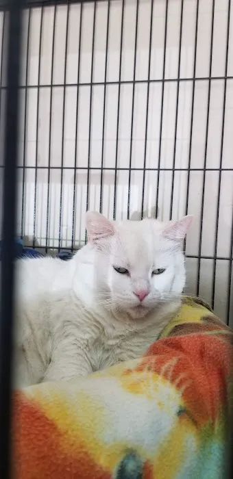 City Cat Clinic Inc Picture 2