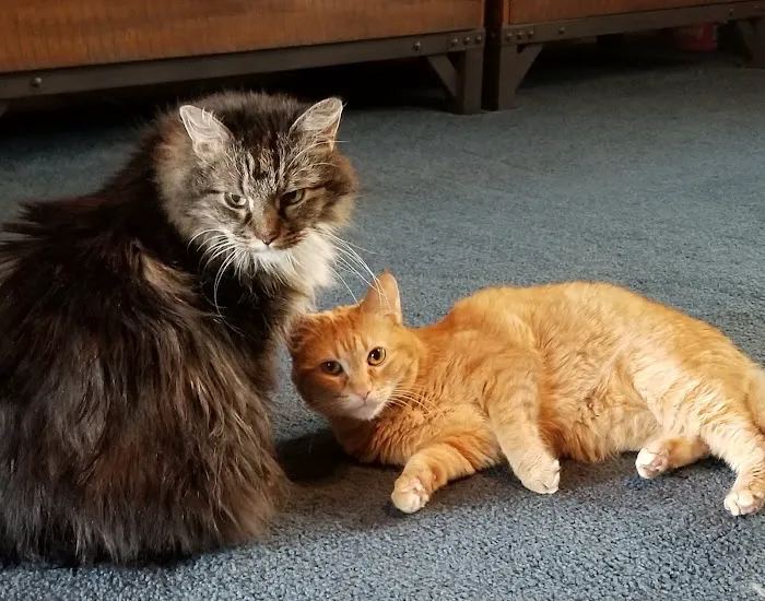 City Cat Clinic Inc Picture 4