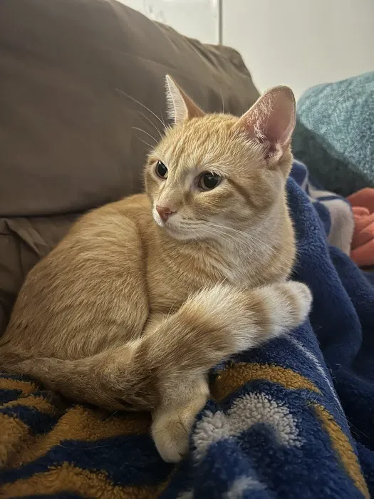 City Cat Clinic Inc Picture 3