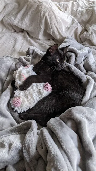 City Cat Clinic Inc Picture 5