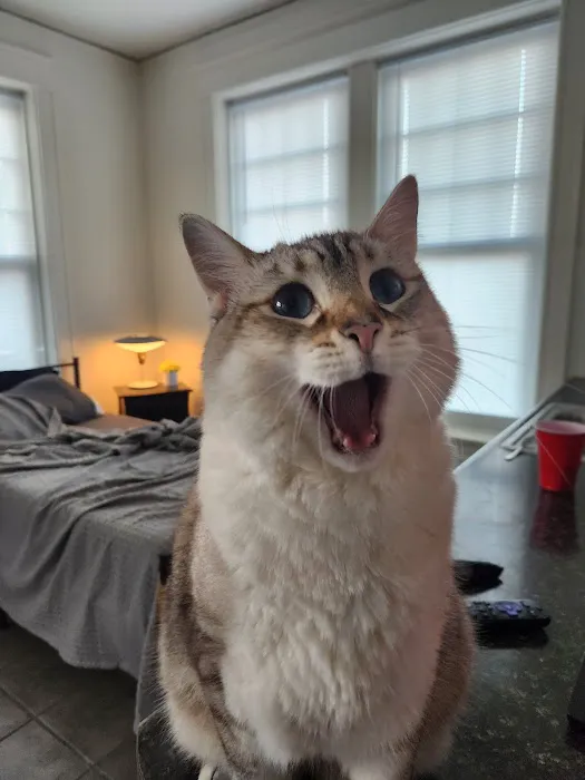 City Cat Clinic Inc Picture 8