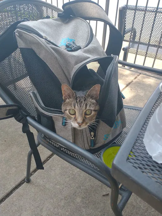 City Cat Clinic Inc Picture 10