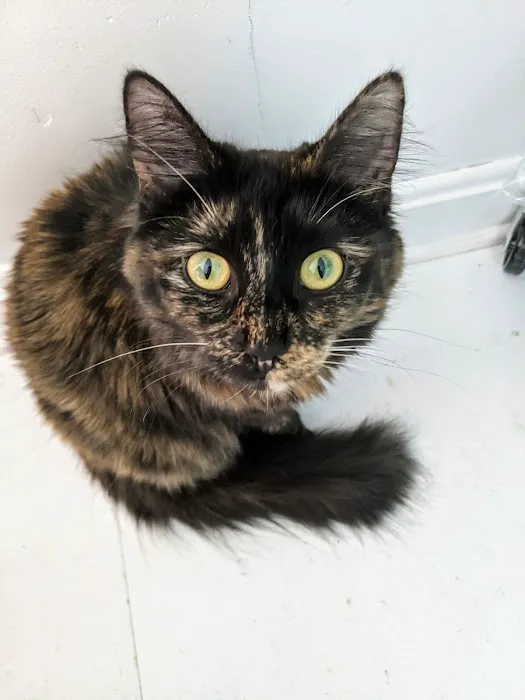 City Cat Clinic Inc Picture 7