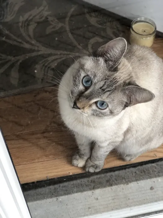 City Cat Clinic Inc Picture 6