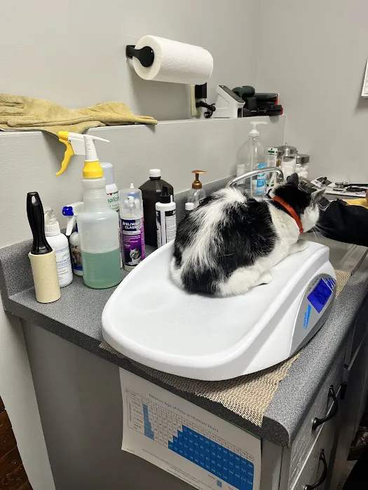 City Cat Clinic Inc Picture 9