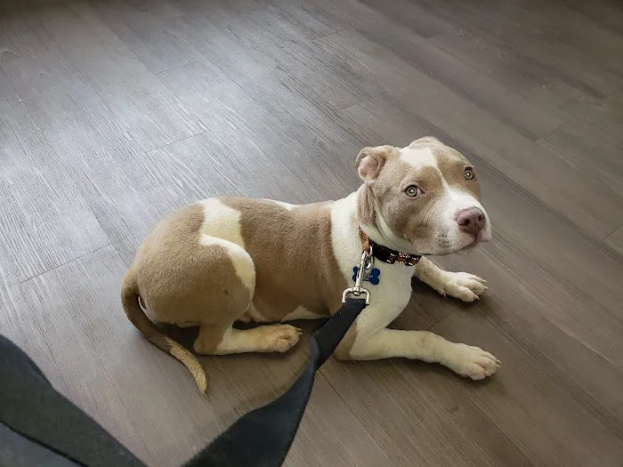 City Paws Veterinary Clinic Picture 2