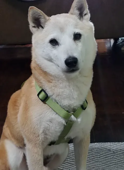 City Paws Veterinary Clinic Picture 1