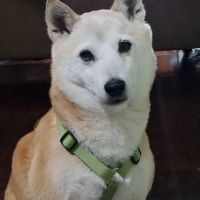 City Paws Veterinary Clinic ico