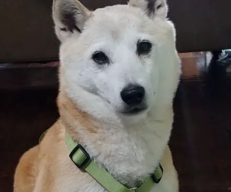 City Paws Veterinary Clinic