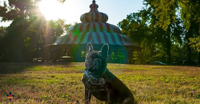 City Paws Veterinary Clinic Picture 5