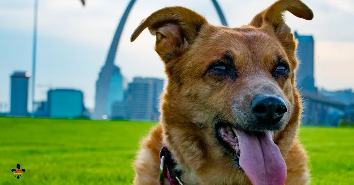 City Paws Veterinary Clinic Picture 8