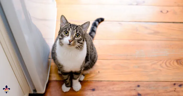 City Paws Veterinary Clinic Picture 7