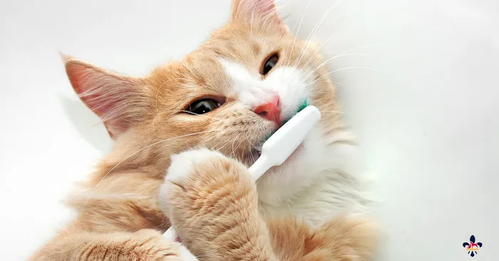 City Paws Veterinary Clinic Picture 9