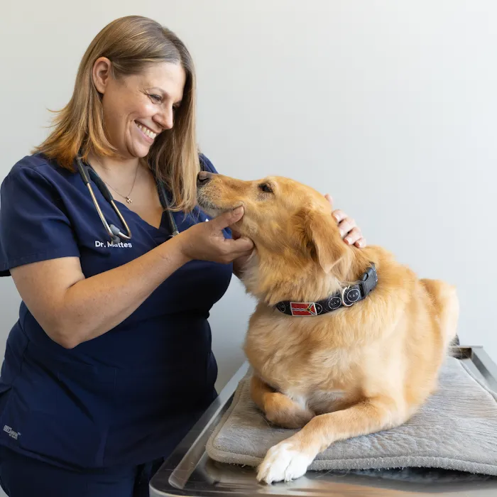 City Paws Veterinary Clinic Picture 10