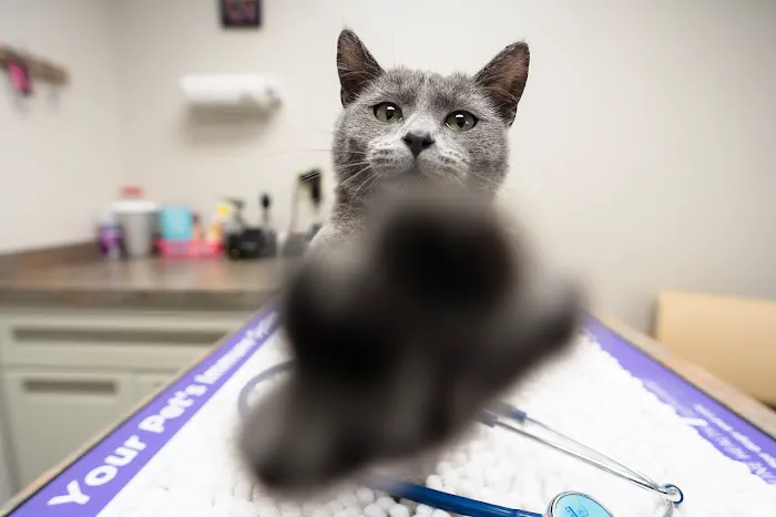 Hillside Animal Hospital Picture 1