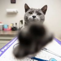 Hillside Animal Hospital ico