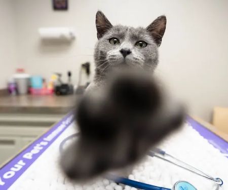 Hillside Animal Hospital