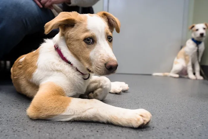 Hillside Animal Hospital Picture 9