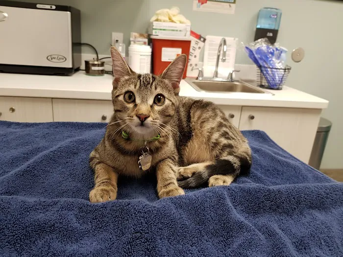 Animal Medical Center of Mid-America - St. Louis City Picture 1