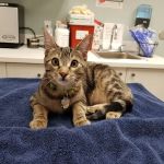 Animal Medical Center of Mid-America - St. Louis City