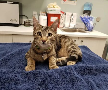 Animal Medical Center of Mid-America - St. Louis City