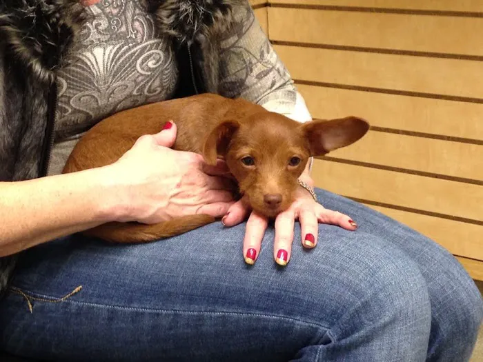 Animal Medical Center of Mid-America - St. Louis City Picture 4