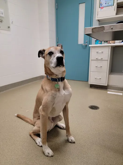 Animal Medical Center of Mid-America - St. Louis City Picture 9