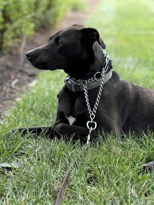 Animal Medical Center of Mid-America - St. Louis City Picture 7