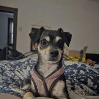 Banfield Pet Hospital ico