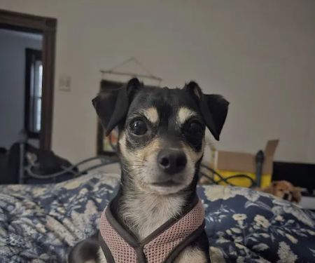 Banfield Pet Hospital